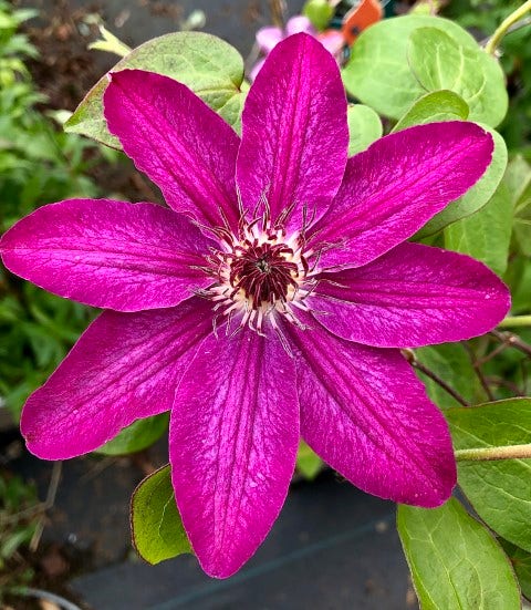  Bosrank (Clematis 'Haru-ichiban')