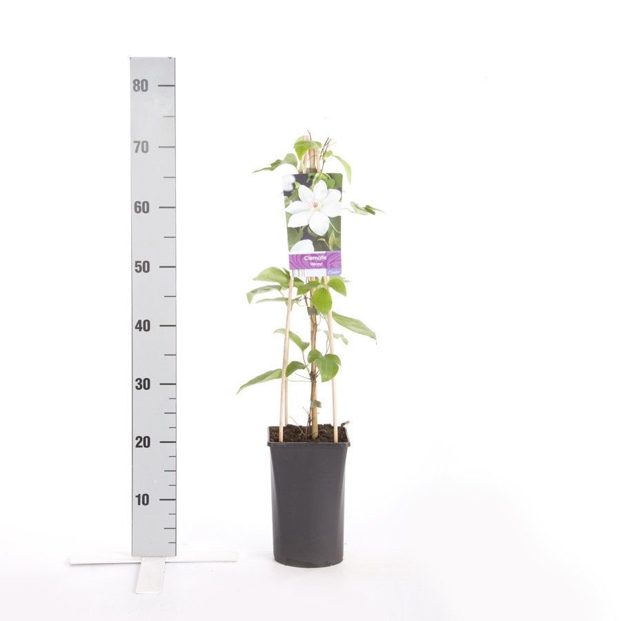  Bosrank (Clematis 'Henryi')