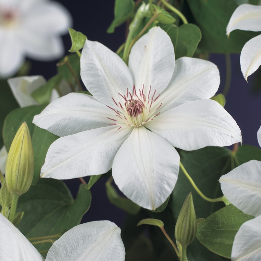  Bosrank (Clematis 'Henryi')
