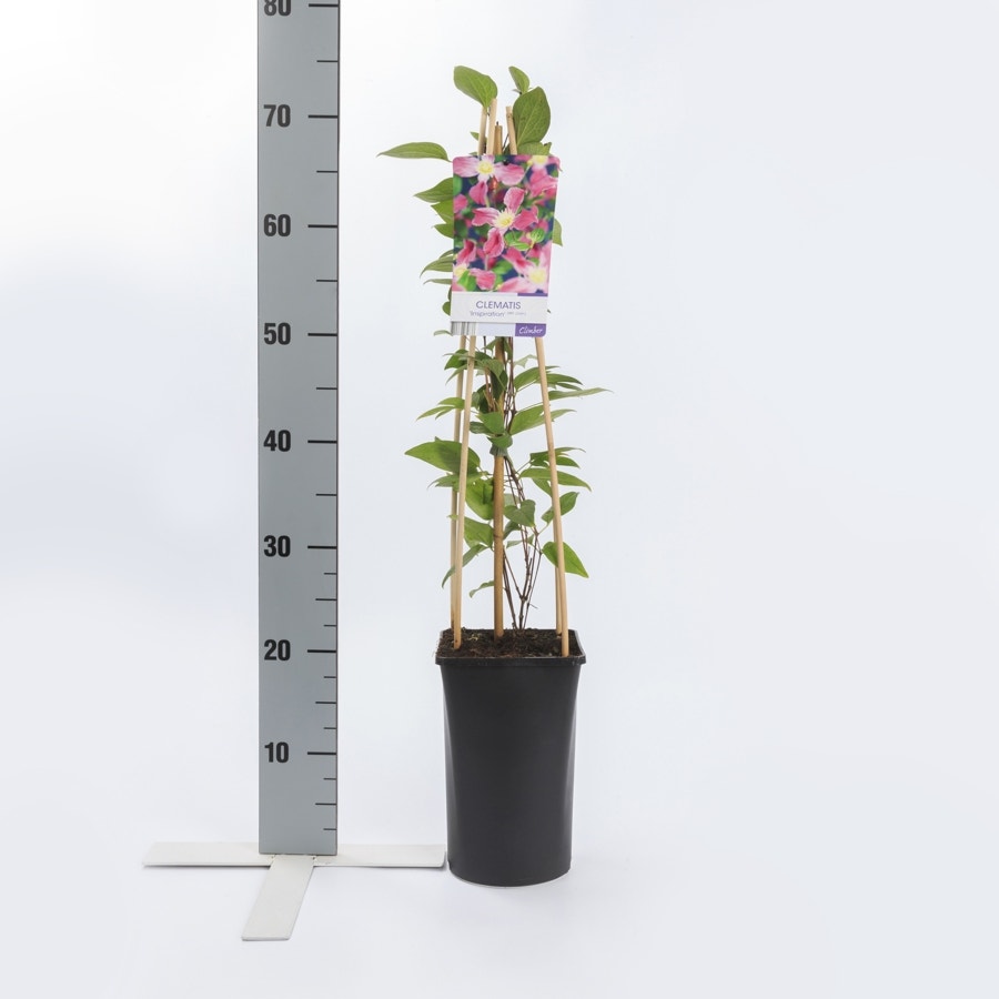  Bosrank (Clematis 'Inspiration')