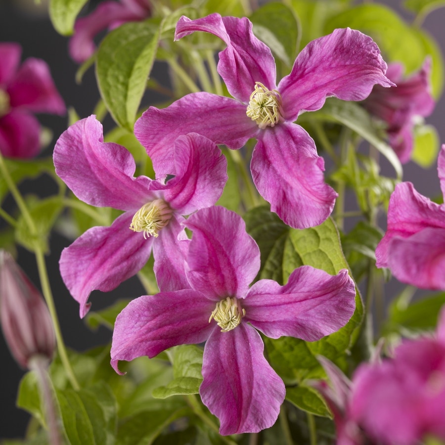  Bosrank (Clematis 'Inspiration')