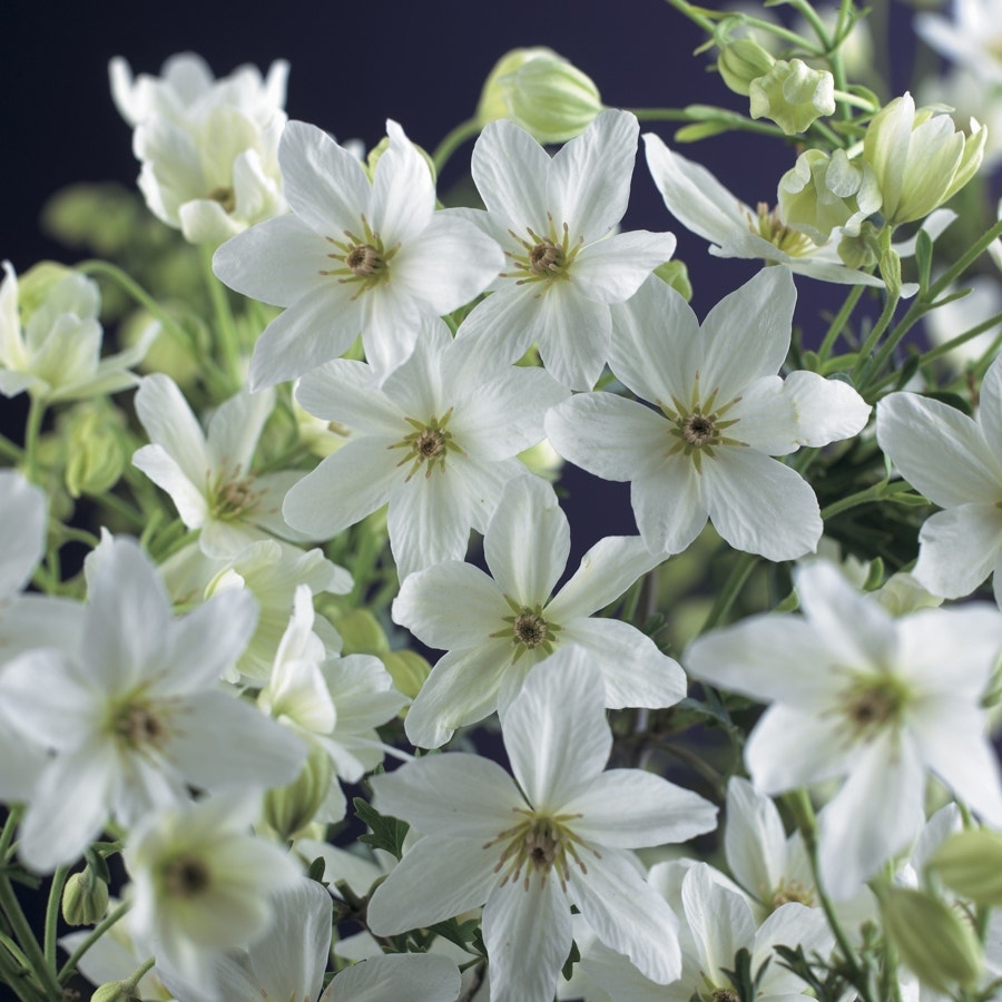  Bosrank (Clematis 'Joe')