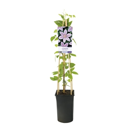  Bosrank (Clematis 'John Paul II')