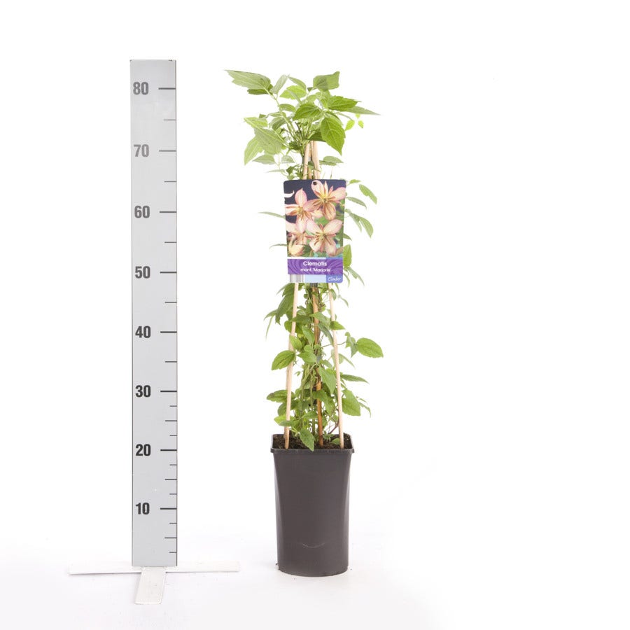  Bosrank (Clematis Montana 'Marjorie')