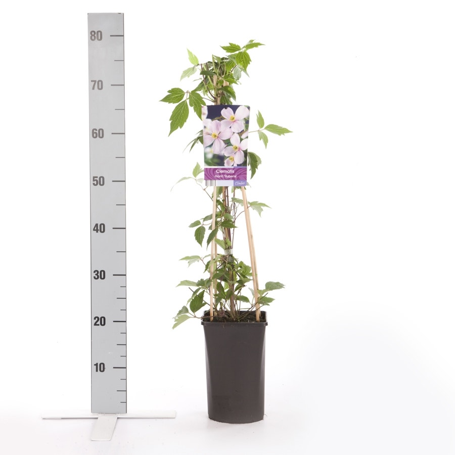  Bosrank (Clematis Montana 'Rubens')