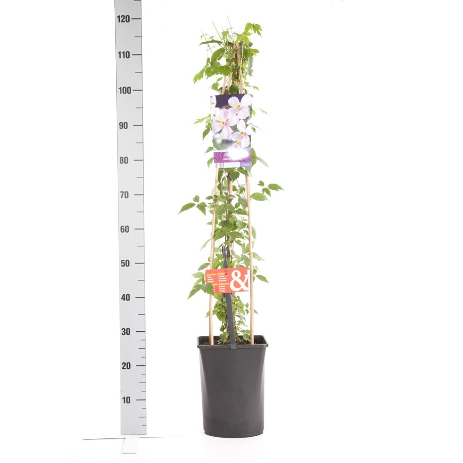  Bosrank (Clematis Montana 'Rubens')