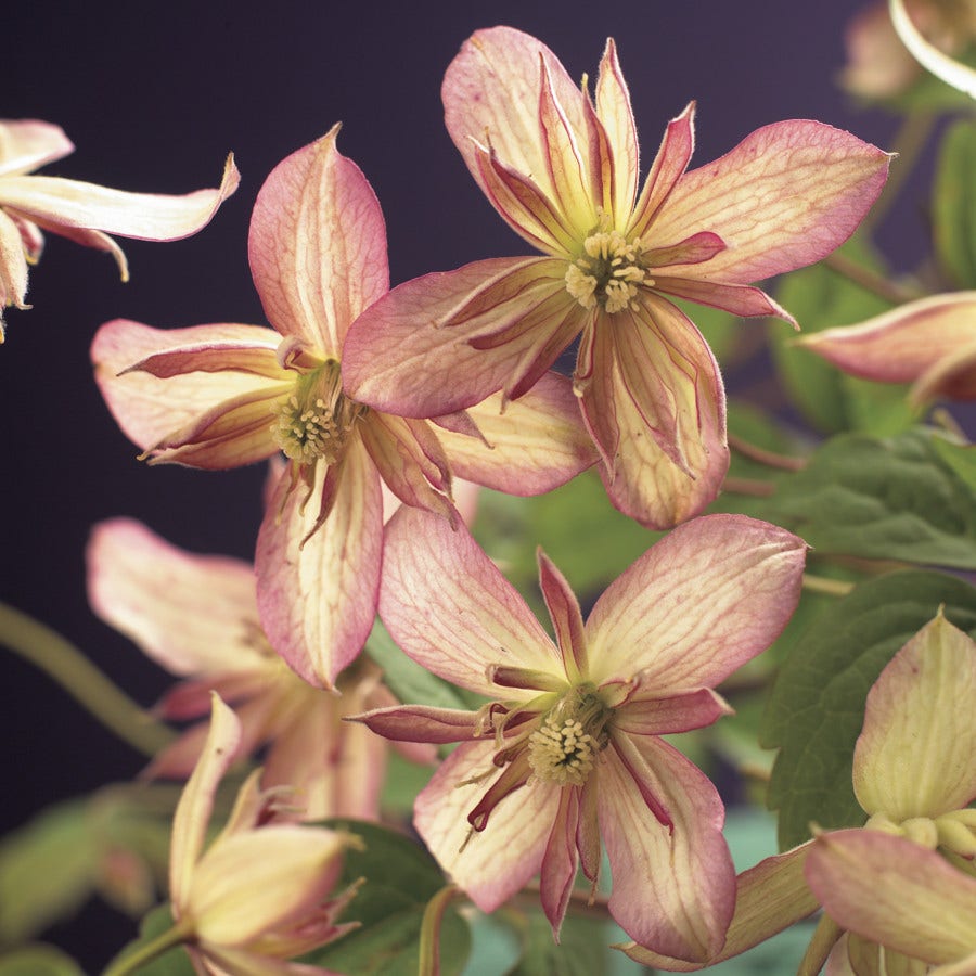  Bosrank (Clematis Montana 'Marjorie')