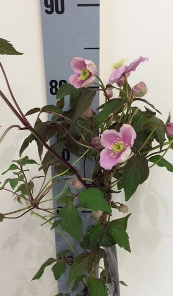  Bosrank (Clematis Montana 'Rubens')
