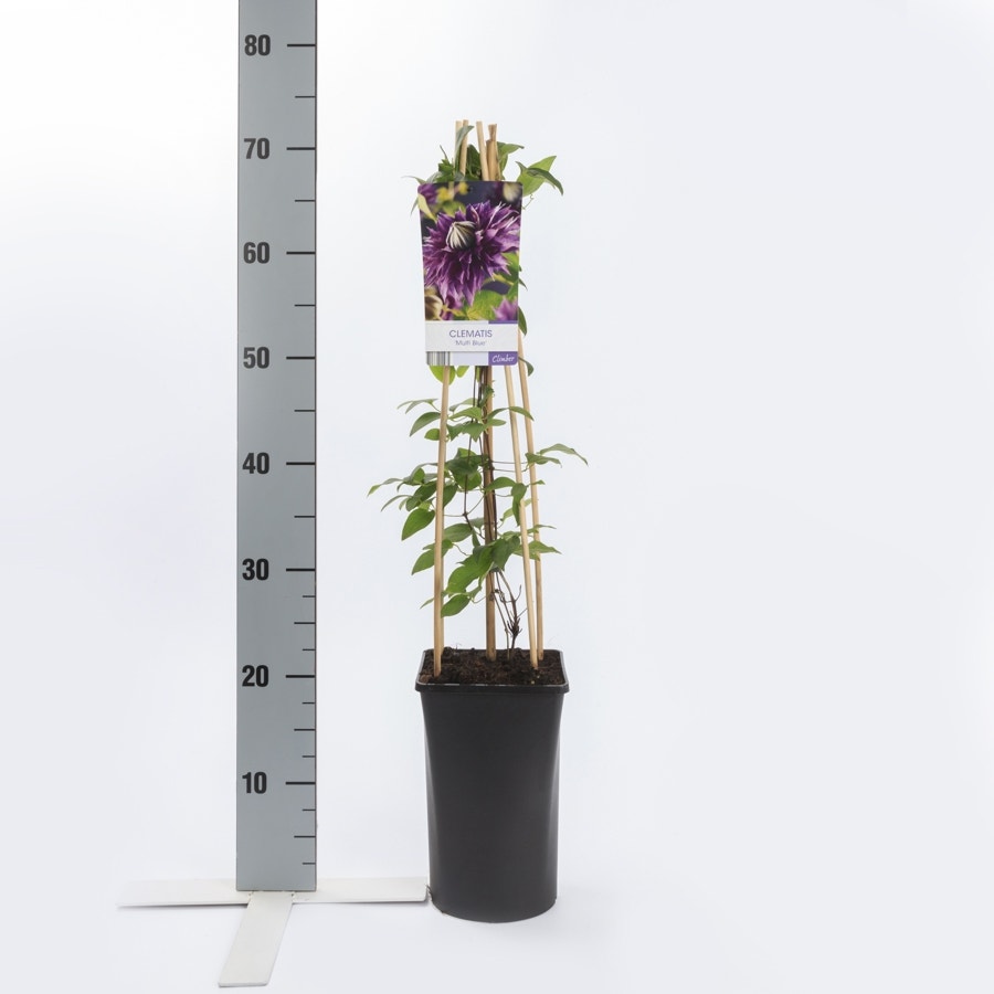  Bosrank (Clematis 'Multi Blue')