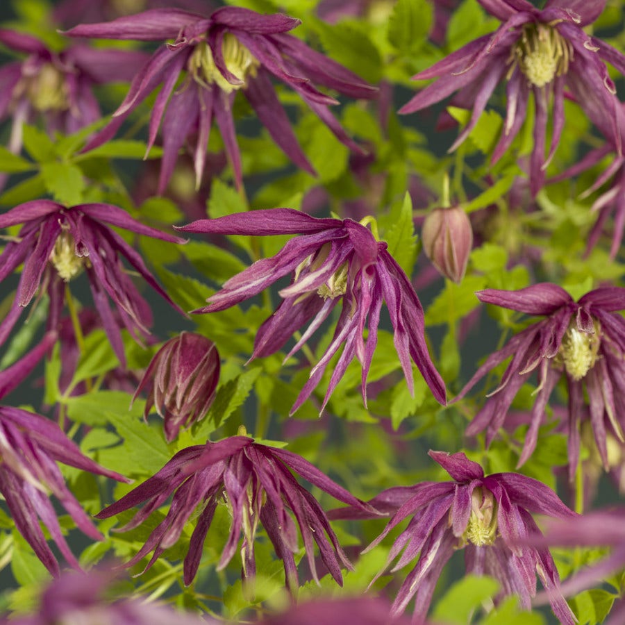  Bosrank (Clematis 'Octopus')