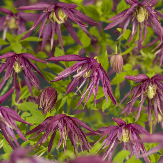  Bosrank (Clematis 'Octopus')