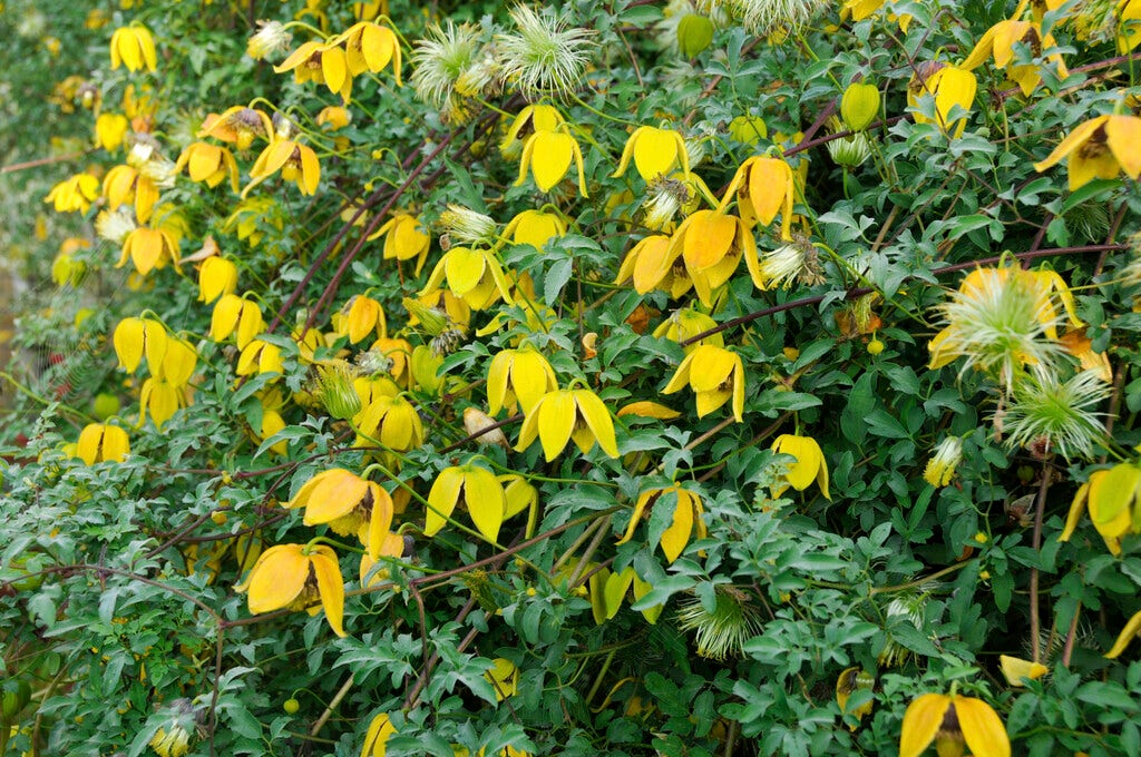  Bosrank (Clematis Orientalis)