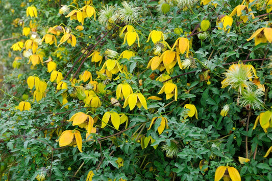  Bosrank (Clematis Orientalis)