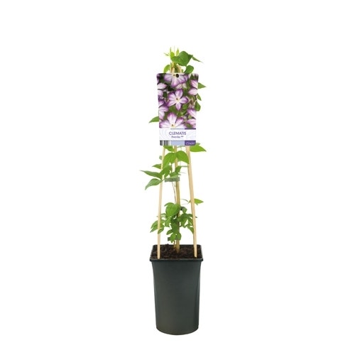  Bosrank (Clematis ‘Pernille’)