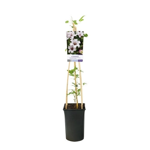  Bosrank (Clematis 'Princess Kate')