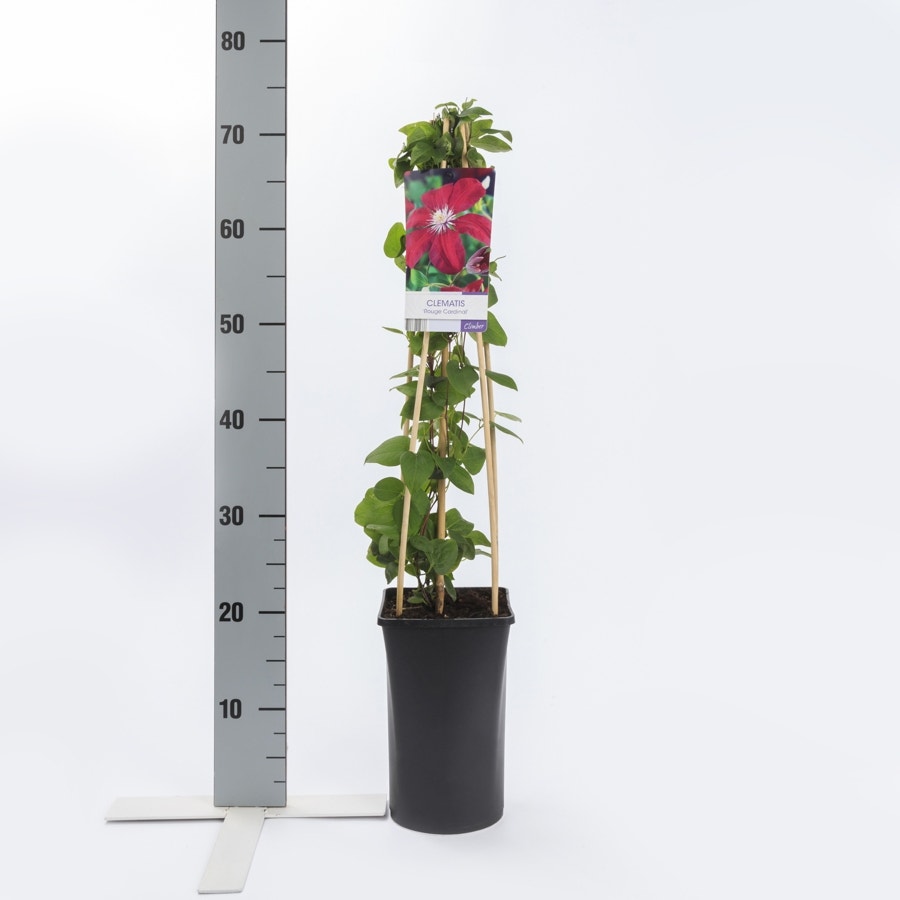  Bosrank (Clematis 'Rouge Cardinal')