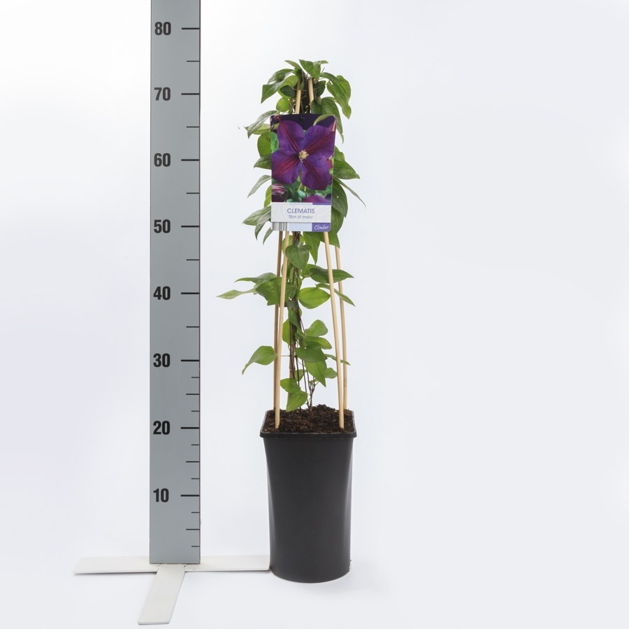  Bosrank (Clematis 'Star Of India')