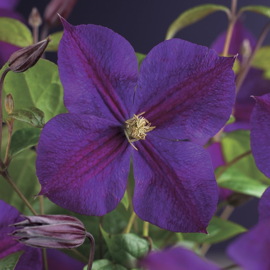  Bosrank (Clematis 'Star Of India')