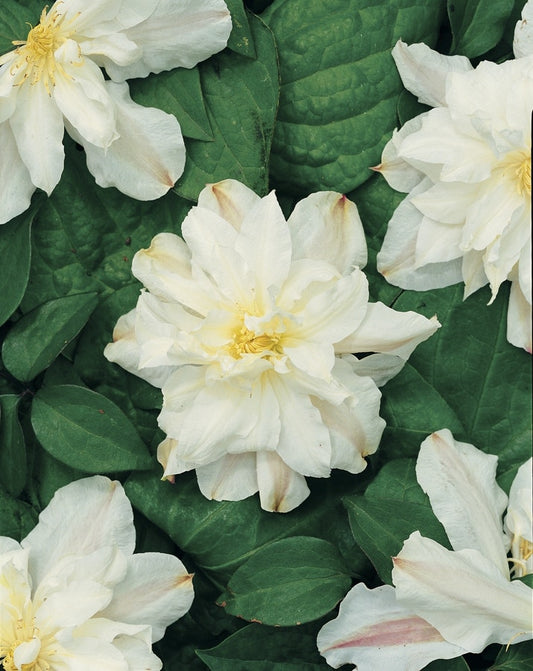 Bosrank (Clematis 'Sylvia Denny')
