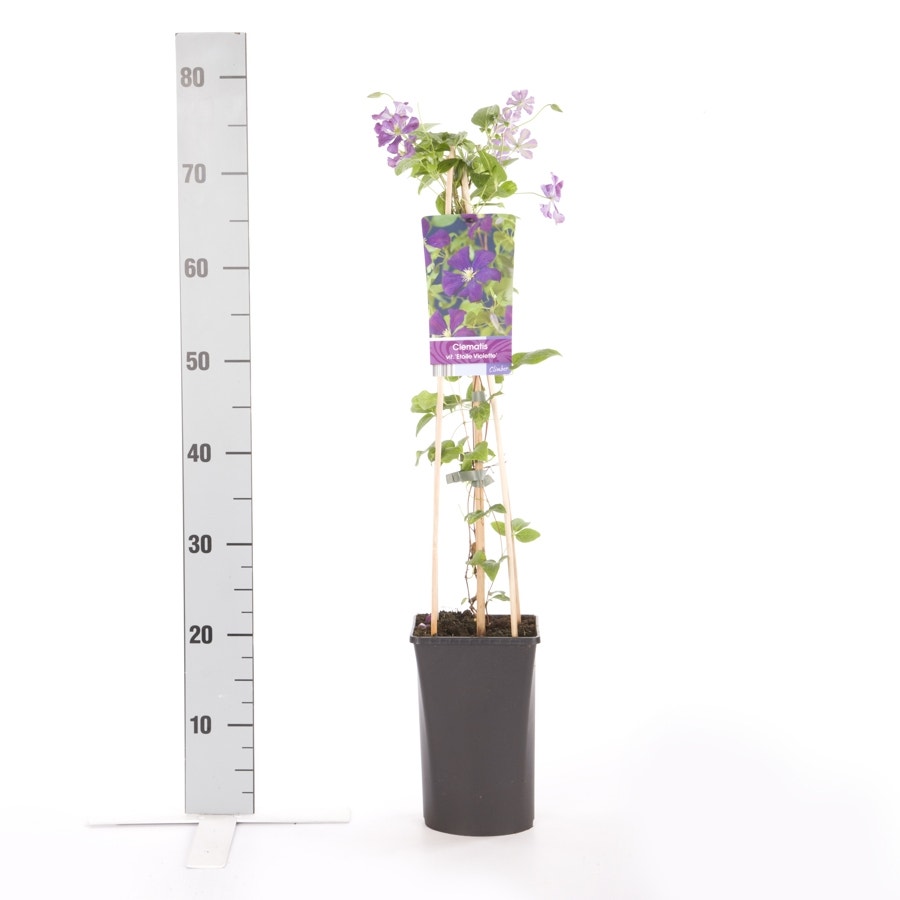  Bosrank (Clematis 'Etoile Violette')