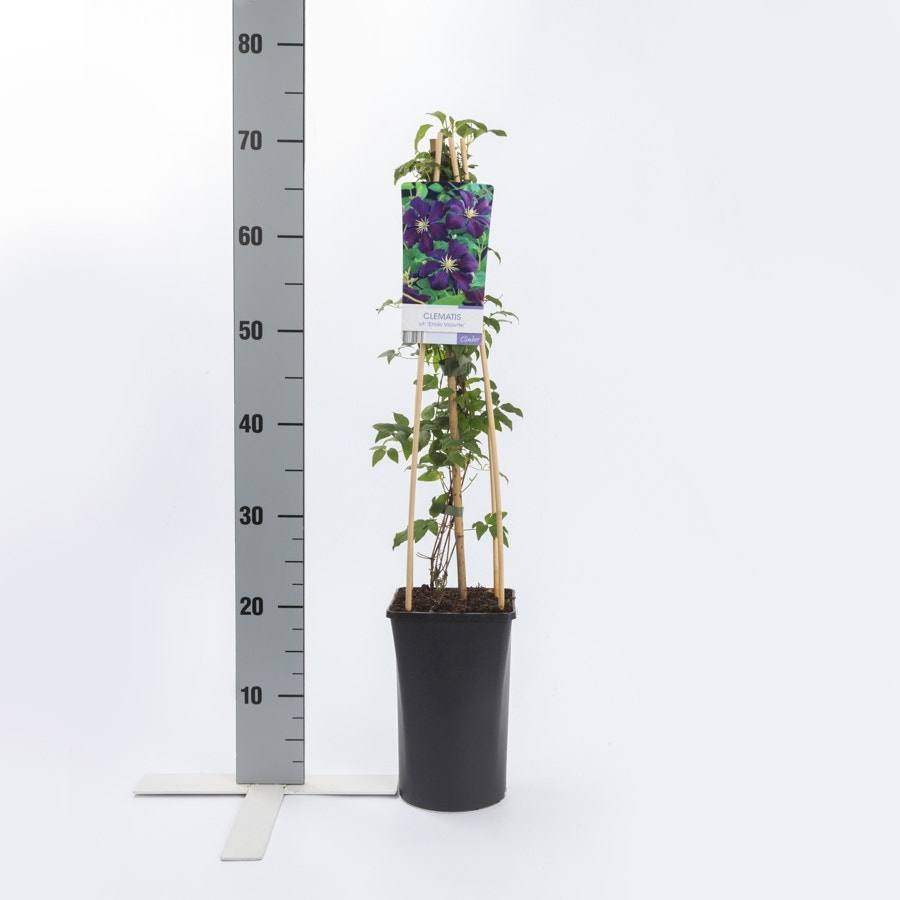  Bosrank (Clematis 'Etoile Violette')