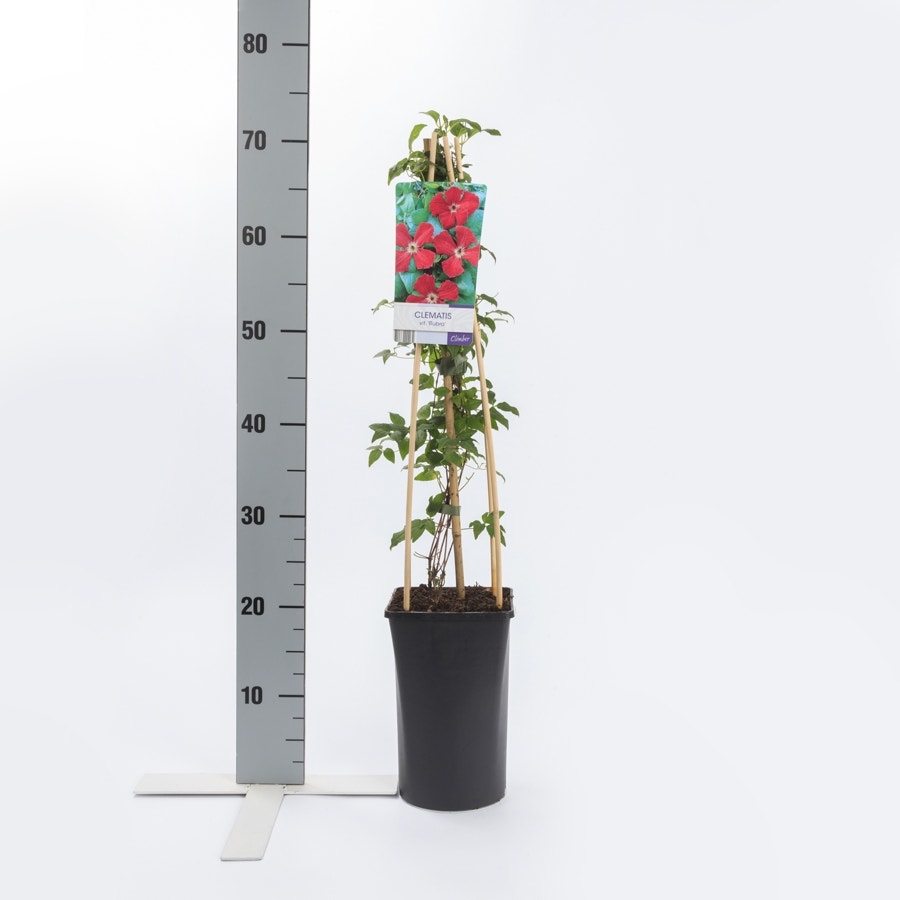  Bosrank (Clematis Viticella 'Rubra')