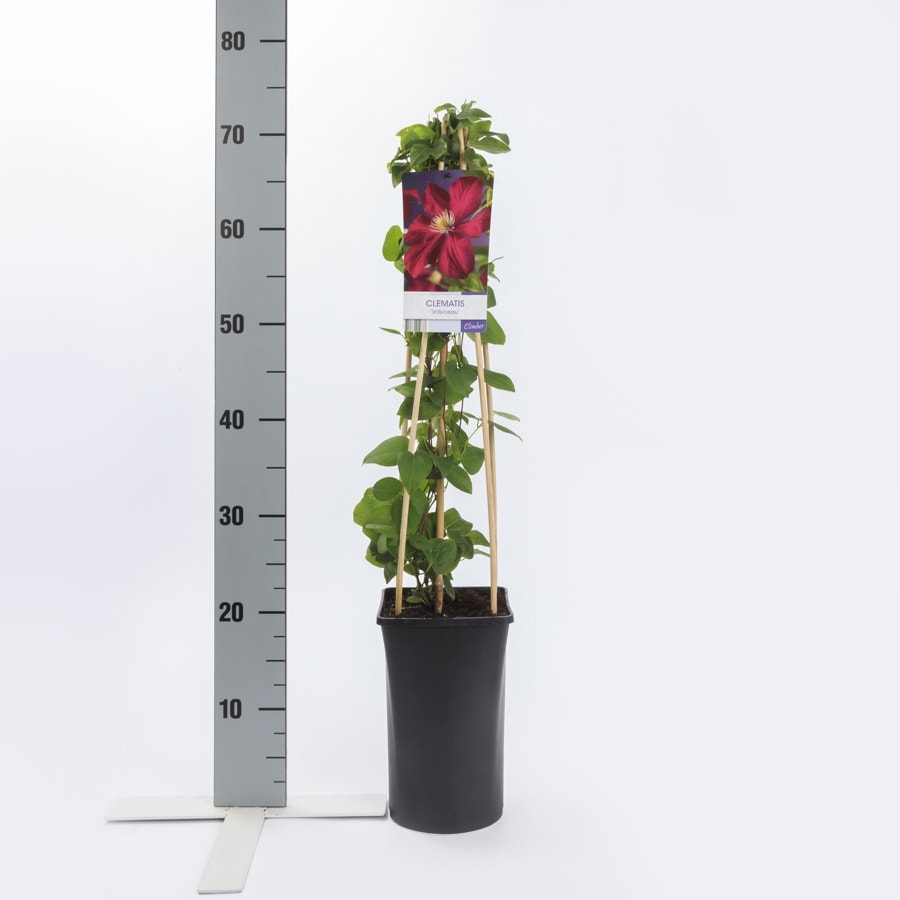  Bosrank (Clematis 'Voluceau')