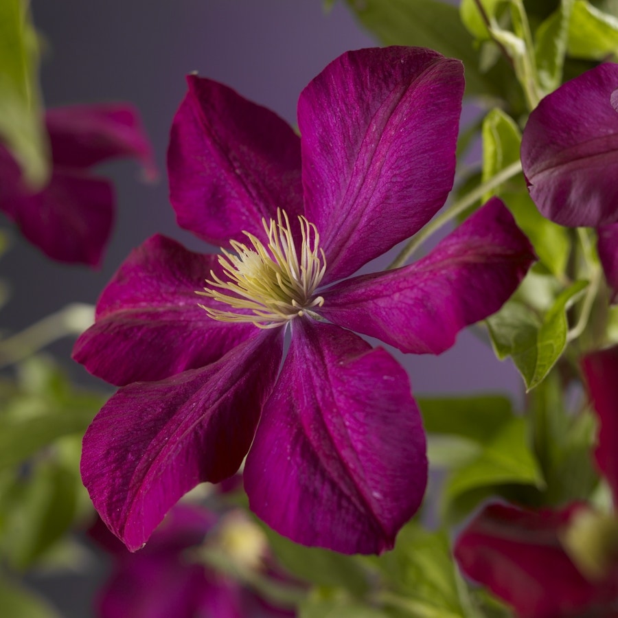  Bosrank (Clematis 'Voluceau')