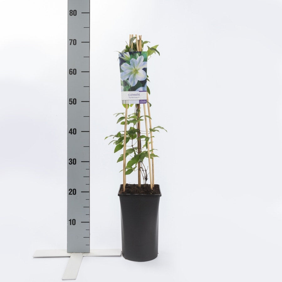  Bosrank (Clematis 'Yukikomachi')