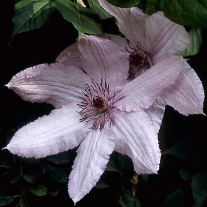  Bosrank (Clematis 'Hagley Hybrid')