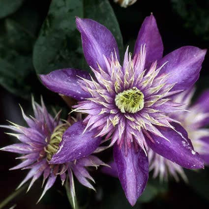  Bosrank (Clematis 'Multi Blue')