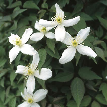  Bosrank (Clematis Montana 'Alba')