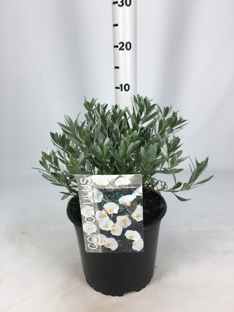  Zilverwinde (Convolvulus Cneorum )