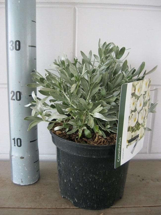  Zilverwinde (Convolvulus Cneorum )