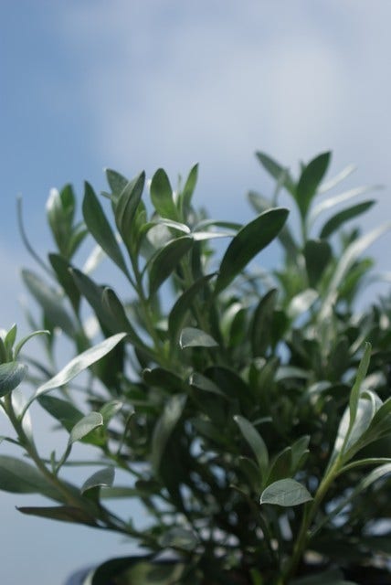  Zilverwinde (Convolvulus Cneorum )