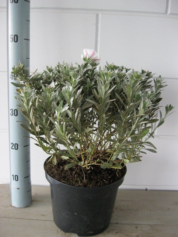  Zilverwinde (Convolvulus Cneorum )