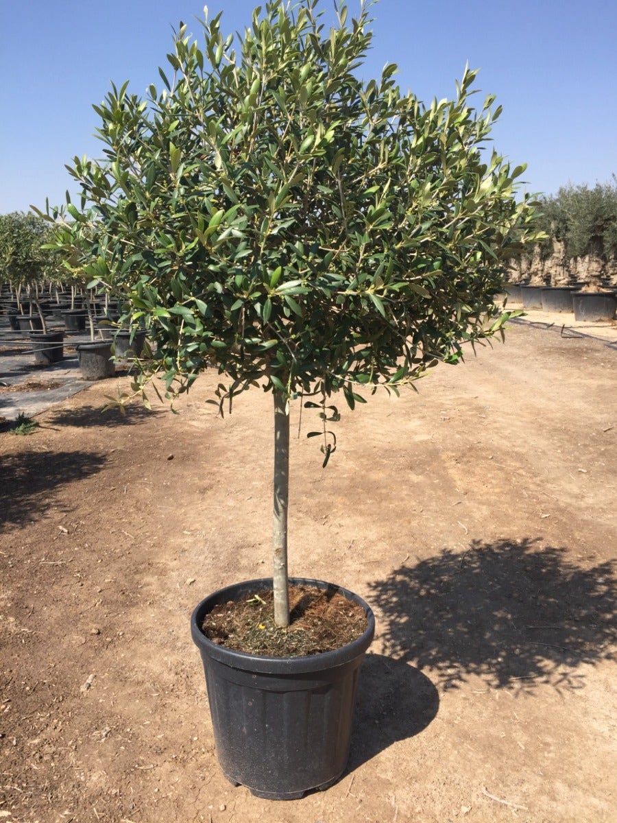  Olijf Op Stam (Olea Europaea)