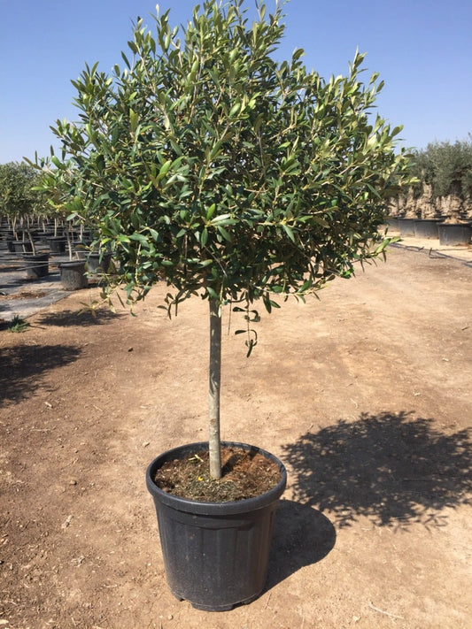  Olijf Op Stam (Olea Europaea)