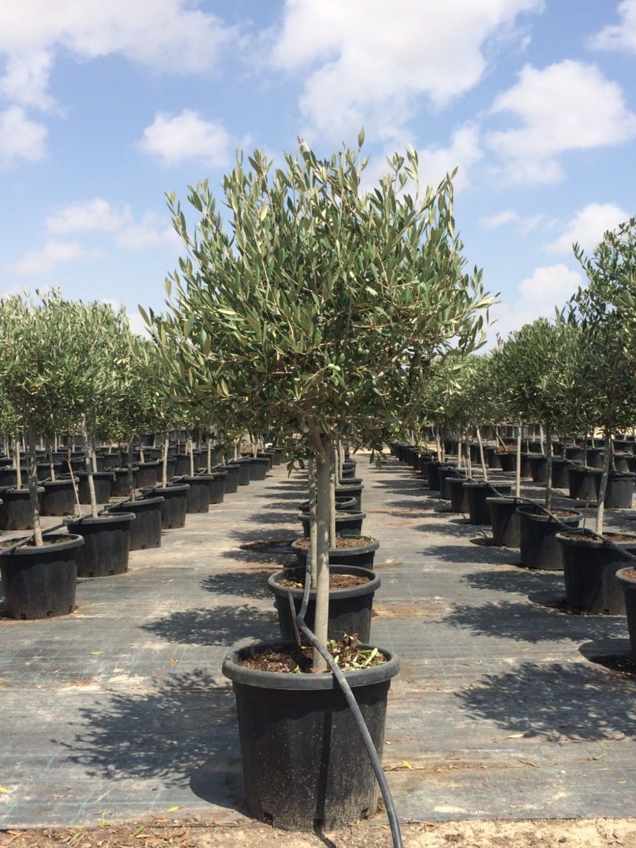  Olijf Op Stam (Olea Europaea)