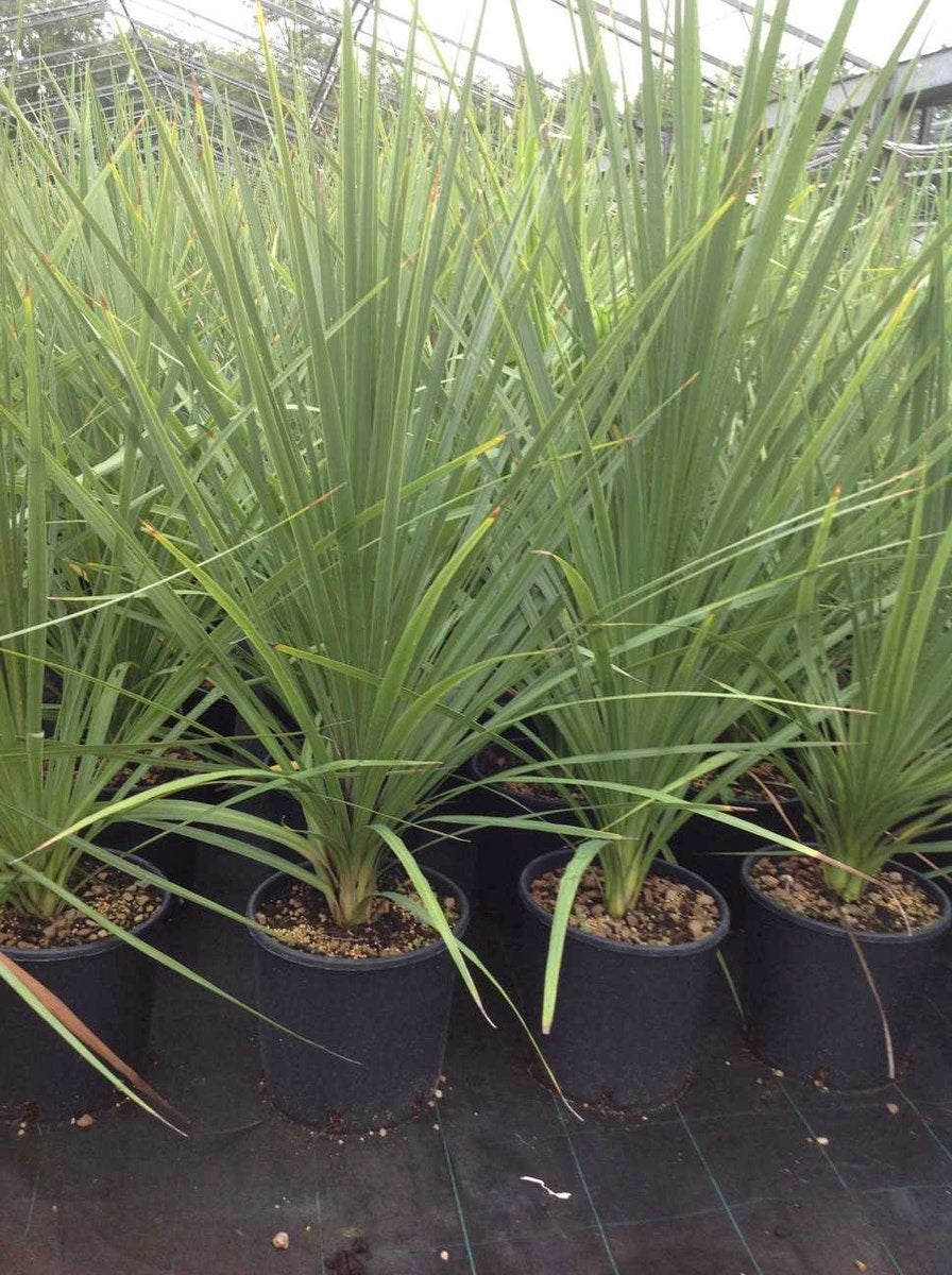  Cordyline (Cordyline Australis)