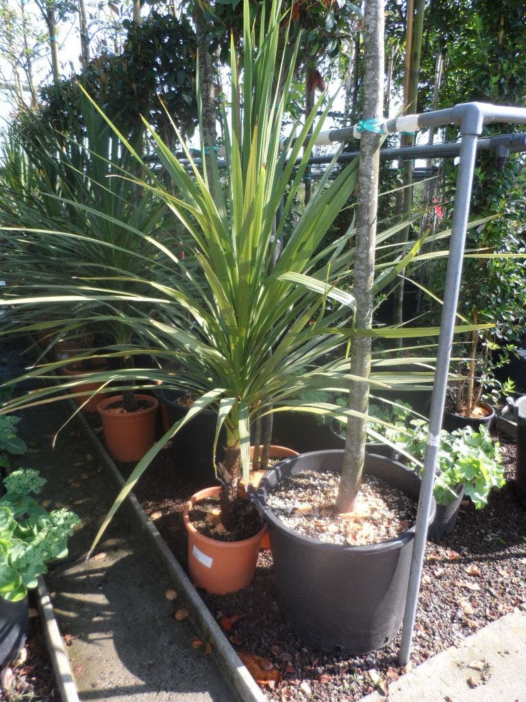  Cordyline (Cordyline Australis)