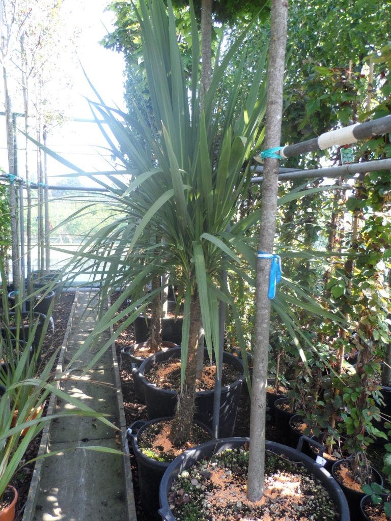  Cordyline (Cordyline Australis)