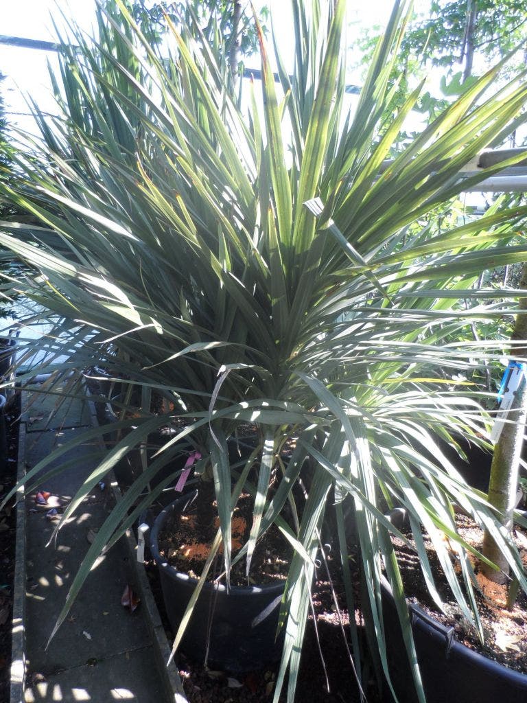  Cordyline (Cordyline Australis)