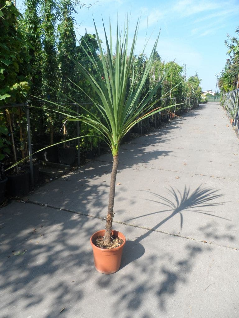  Cordyline (Cordyline Australis)