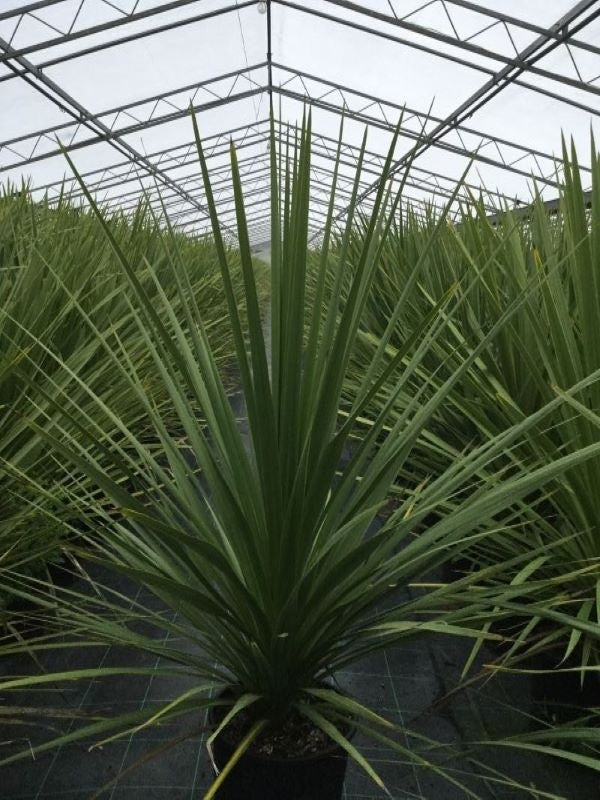  Cordyline (Cordyline Australis)