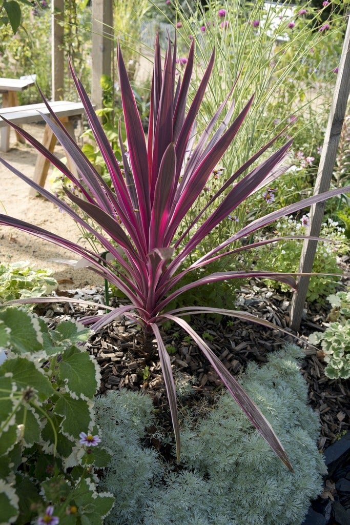  Cordyline (Cordyline 'Southern Splendour')