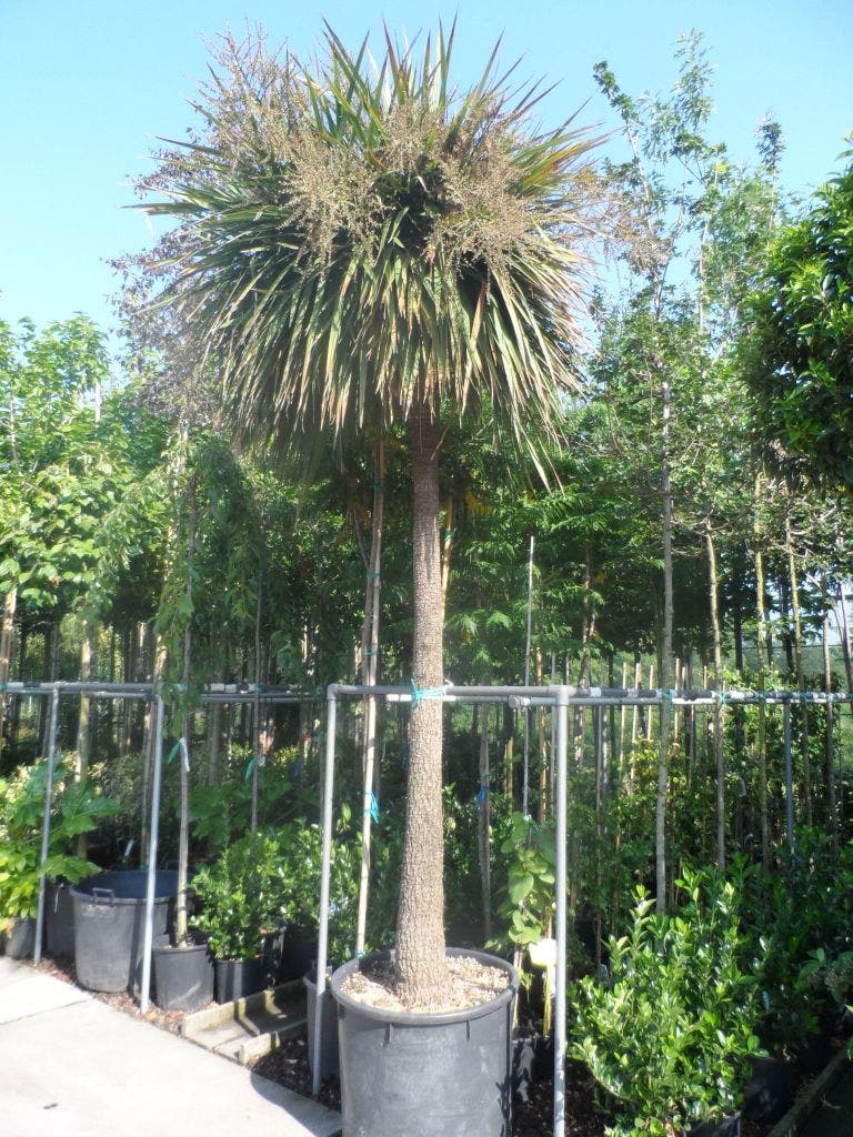  Cordyline (Cordyline Australis)