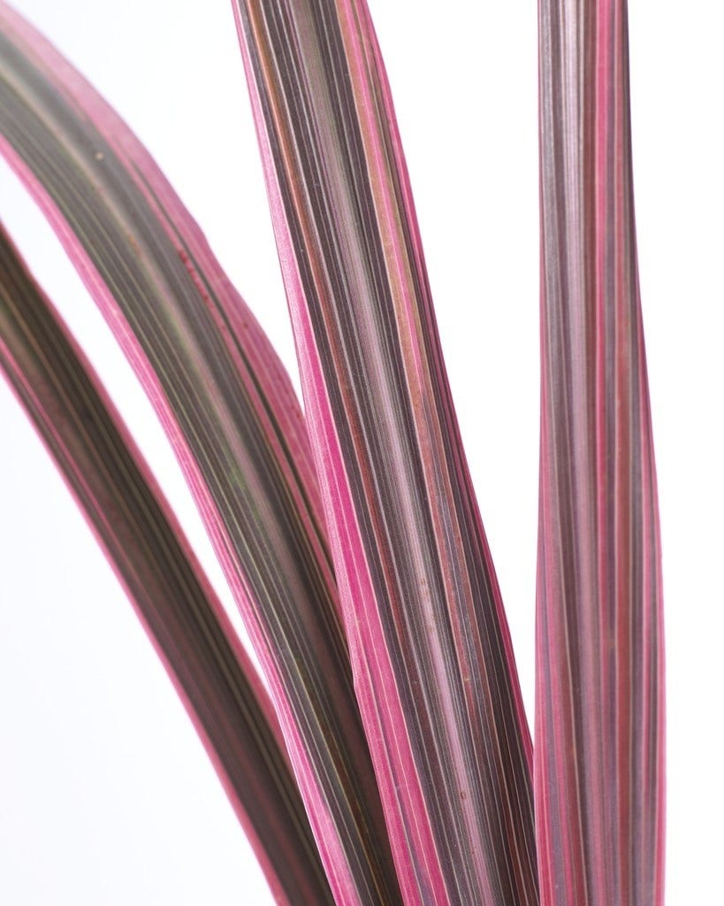  Cordyline (Cordyline 'Can Can')