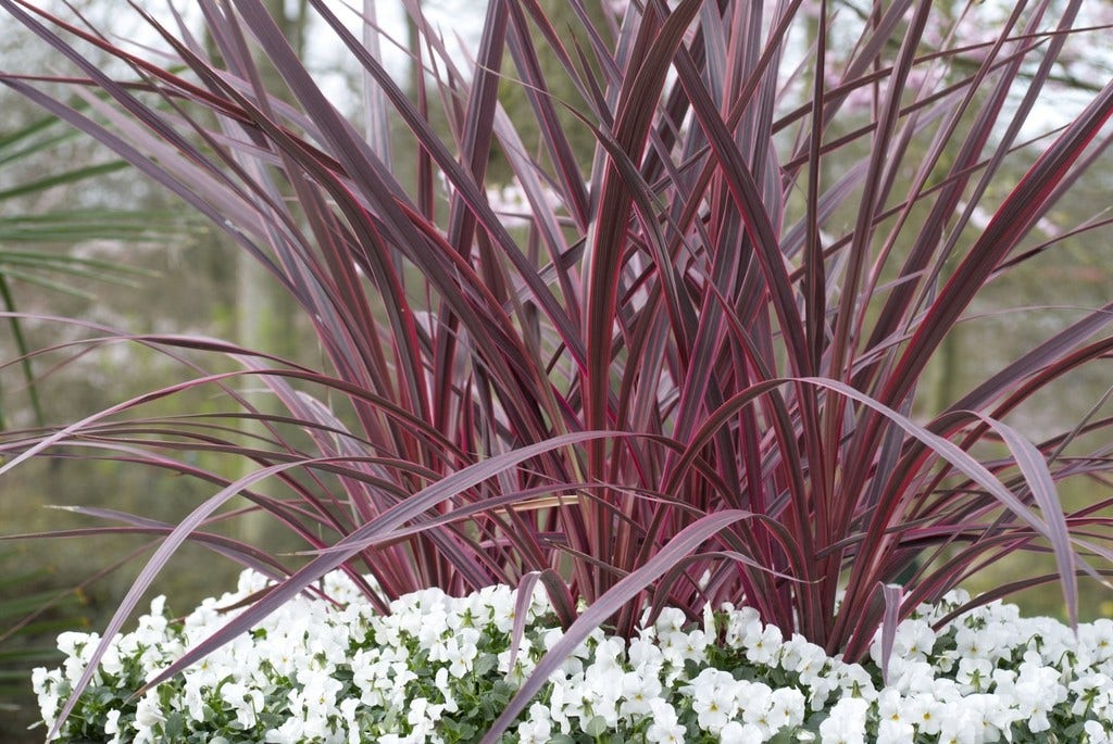  Cordyline (Cordyline 'Can Can')