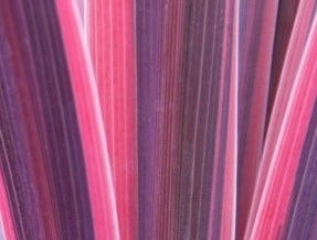  Cordyline (Cordyline 'Southern Splendour')